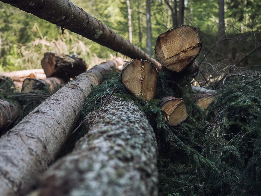 Gestapelte gefällte Baumstämme im Wald nach Baumfällung