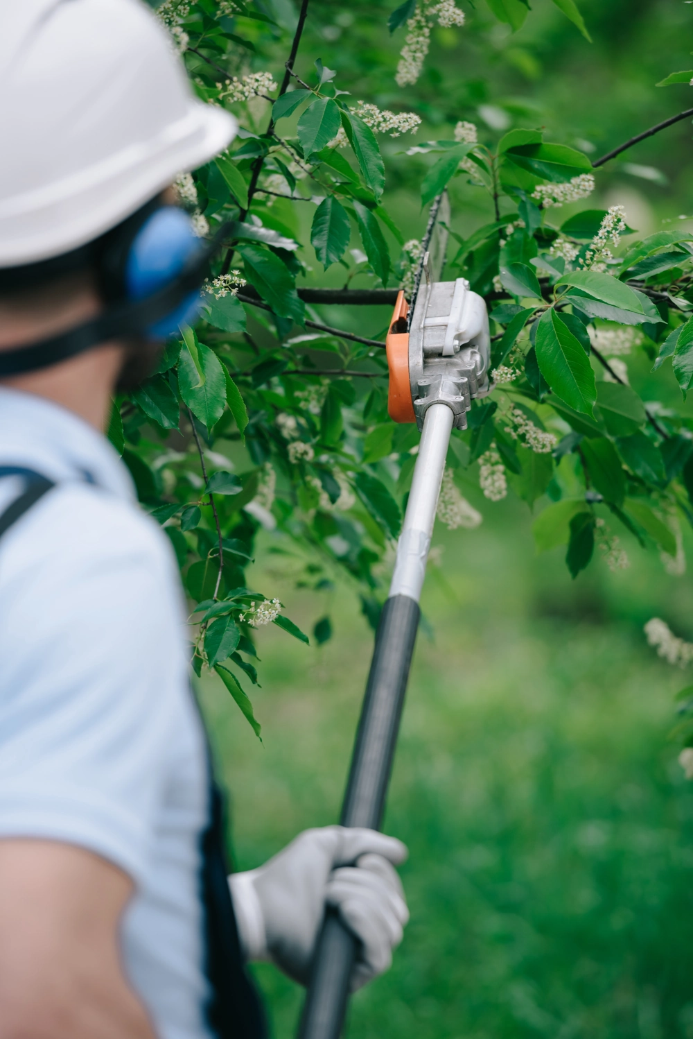 Fachmann führt Baumschnitt mit Teleskop-Astsäge an grüner Hecke durch