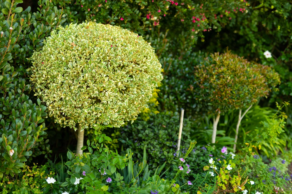 Rund geschnittener Liguster-Formbaum im Blumenbeet als Beispiel für Gartenpflege