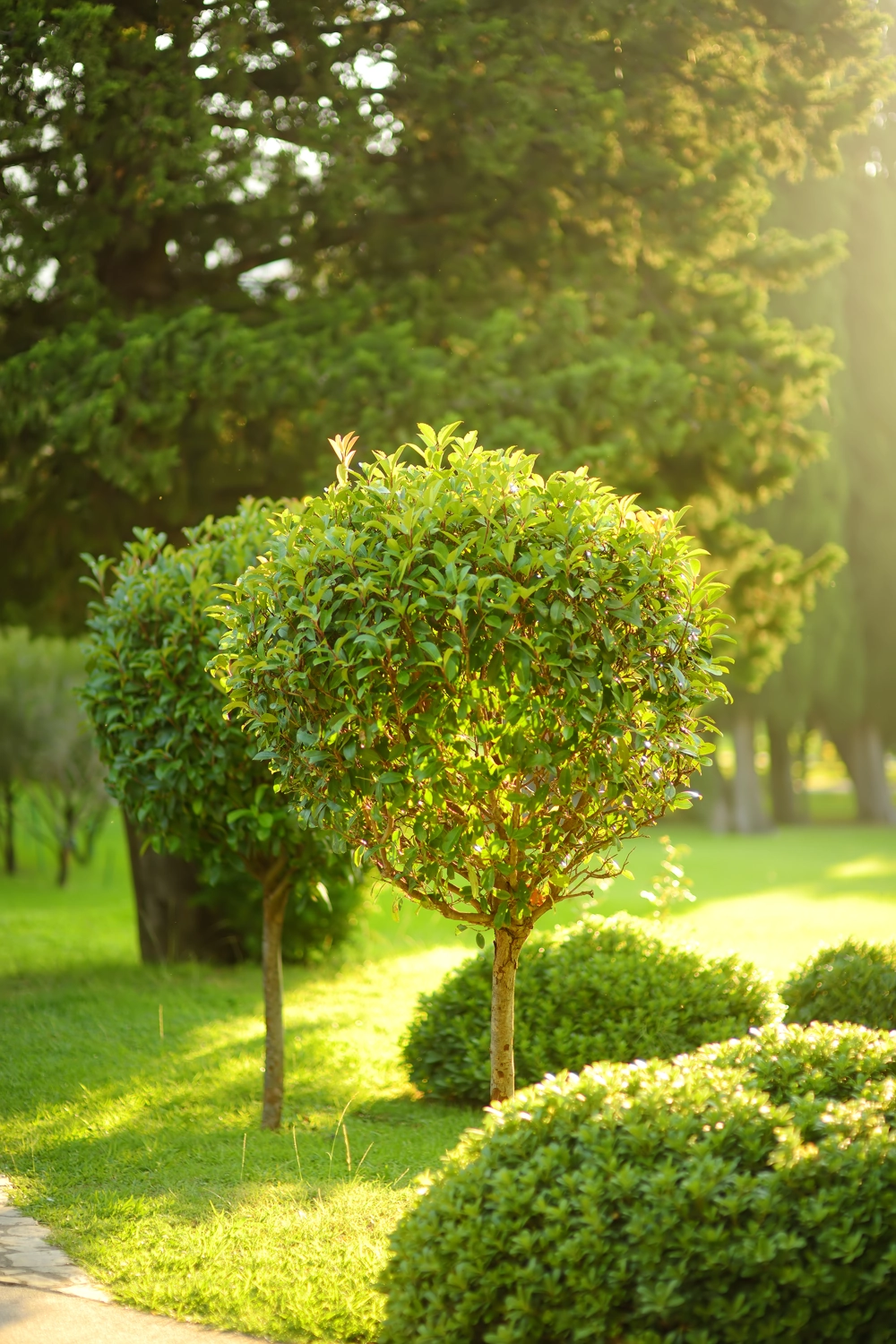 Zwei kugelförmig geschnittene Sträucher vor gepflegtem Rasen – Baumschnitt und Gartenpflege